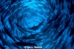 1000 Blue Fin Tuna..... by Gary Stokes 